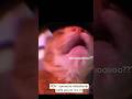 Aloo Funny Cat Try Not To Laugh Catvideo 2024cat Cutecat Funnycat Viralshorts Shorts