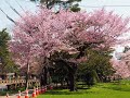 Spring, Spring, Spring! - Joanie Sommers