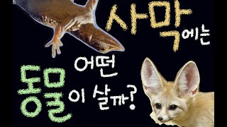 사막에는 어떤 동물이 살까요? [초등 과학 3학년 2학기 2단원 6차시 ]
