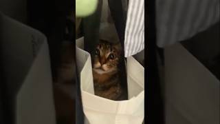 #cat #cute #catvideo #cutecat #funnyvideo #funny #studywithmeandmycat