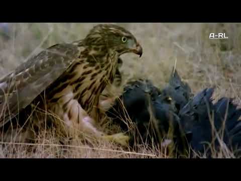 ÁGUILAS VS CUERVO - La Pelea Más EXTREMA Y TERRIFICA de Todas!