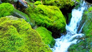 Relaxing Guitar Music | Peaceful Music for Meditation, Stress Relief, Massage