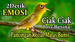 Download lagu CIAK CIAK JOSS BETINA PANCINGAN KECIAL MALAS BUNYI mp3 Download lagu CIAK CIAK JOSS BETINA PANCINGAN KECIAL MALAS BUNYI mp3