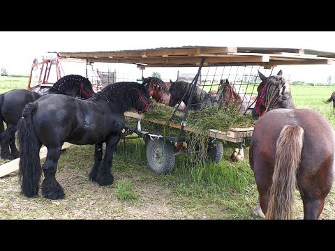 Armăsarii și Iapa lui dl. Mircea de la Rușeni - Satu Mare 2021