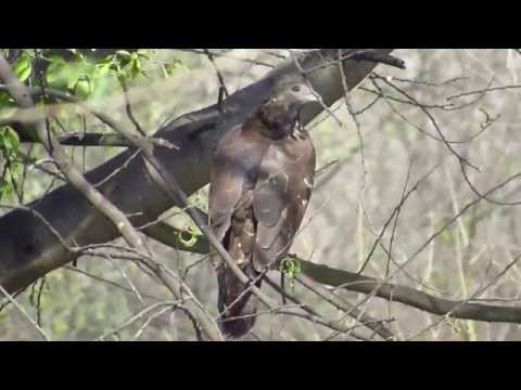 Oriental Honey Buzzard