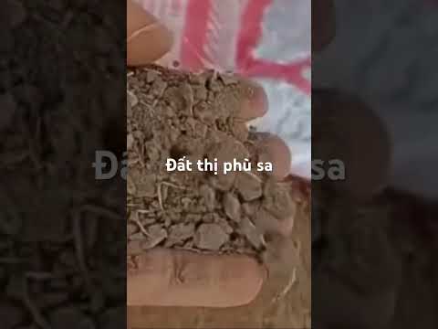 Đất thịt phù sa