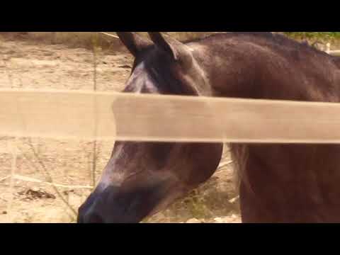 Zuri 2015 by Kais Al Baydaa - Zangreal by WH Justice