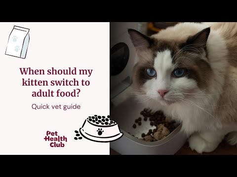 When should my kitten switch to adult food? | Quick vet guide