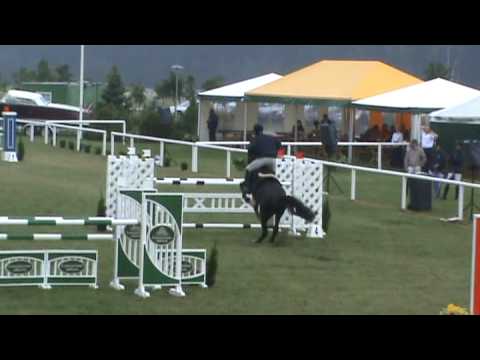 Sandokan (v. Ekstein) Barake horses