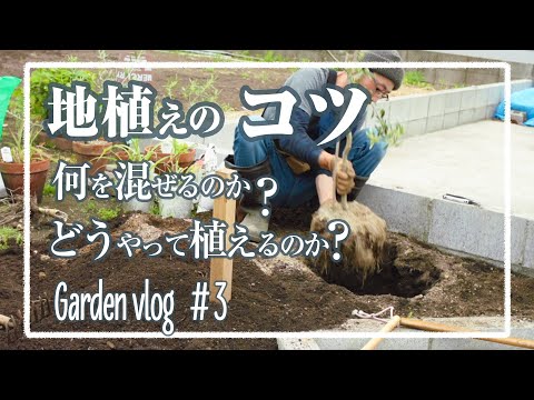 冬のオリーブの木に最適なマルチは何ですか?庭師のためのヒントとコツ  庭園