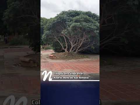 Colapsó otro árbol en el Andrés Bello de San Antonio | #tachira #reporte #frontera