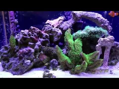 How to setup a 10 Gallon Nano Reef Tank, Month 9 update
