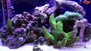 How to setup a 10 Gallon Nano Reef Tank, Month 9 update
