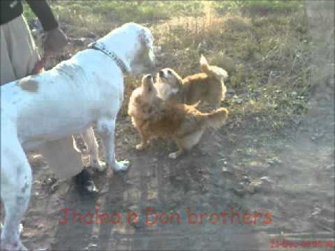 Muhammad Akash's pet dog From Chakwal Pakistan