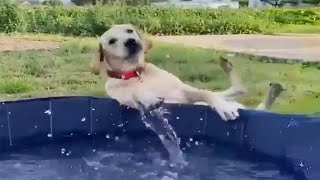 Funny Dogs And Cats Videos 2024 😅 - Best Funniest Animal Videos Of The week - P2