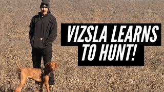 Teaching my Vizsla to Hunt Birds | Pointing and Retrieving