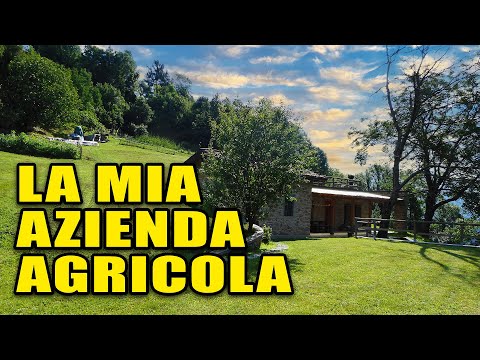 COLTIVARE ZAFFERANO, erbe officinali e frutti di bosco: la mia esperienza
