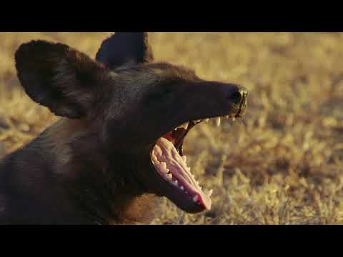 OL MALO Wild Dogs and Horses