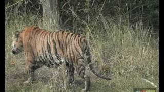 preview picture of video 'Bandhavgarh National Park - On Tiger Trail (Part 3 of 3), India by Rooms and Menus'