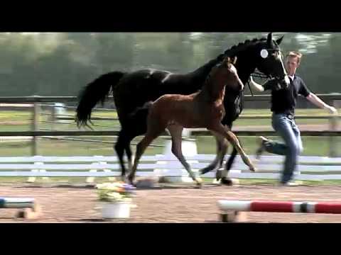 Hf_v_Belissimo_M-Harvard-Donnerschlag