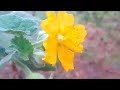 Vel Amosha Sheti Farm शेती Wadgoan Dev Chi Sheti Khulya Ranacha Manach Song Dj