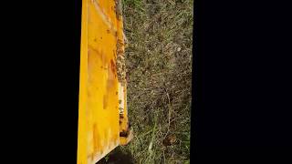 That Bee Man - Ghost Bees