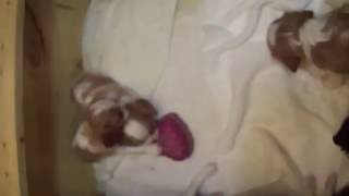Video preview image #1 French Bulldog Puppy For Sale in ATLANTA, GA, USA