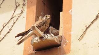 Das Weibchen außerhalb des Nestes