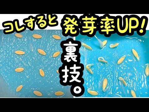園芸 発芽した種子の風味と効能
