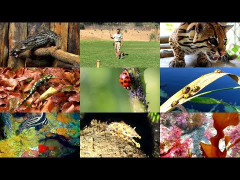 Spotted Animals for Kids: Emotional and Educational learning videos