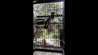 Download lagu jalak suren gacor isian murai mp3