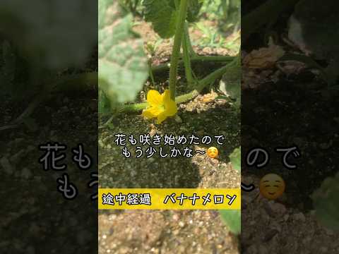 家のエキゾチックな植物 – バナナの木について知っておくべきことすべて  庭園