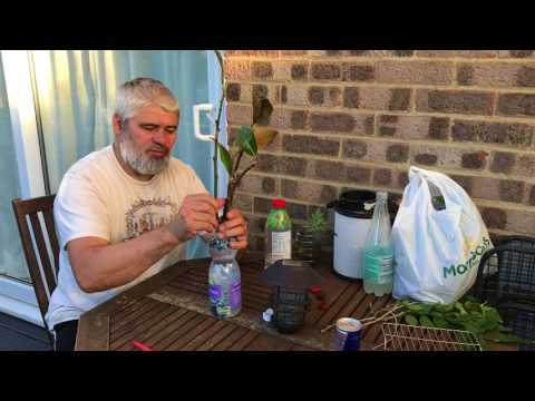 02, How to Multiply magnolia tree, Another way to multiply Magnolia