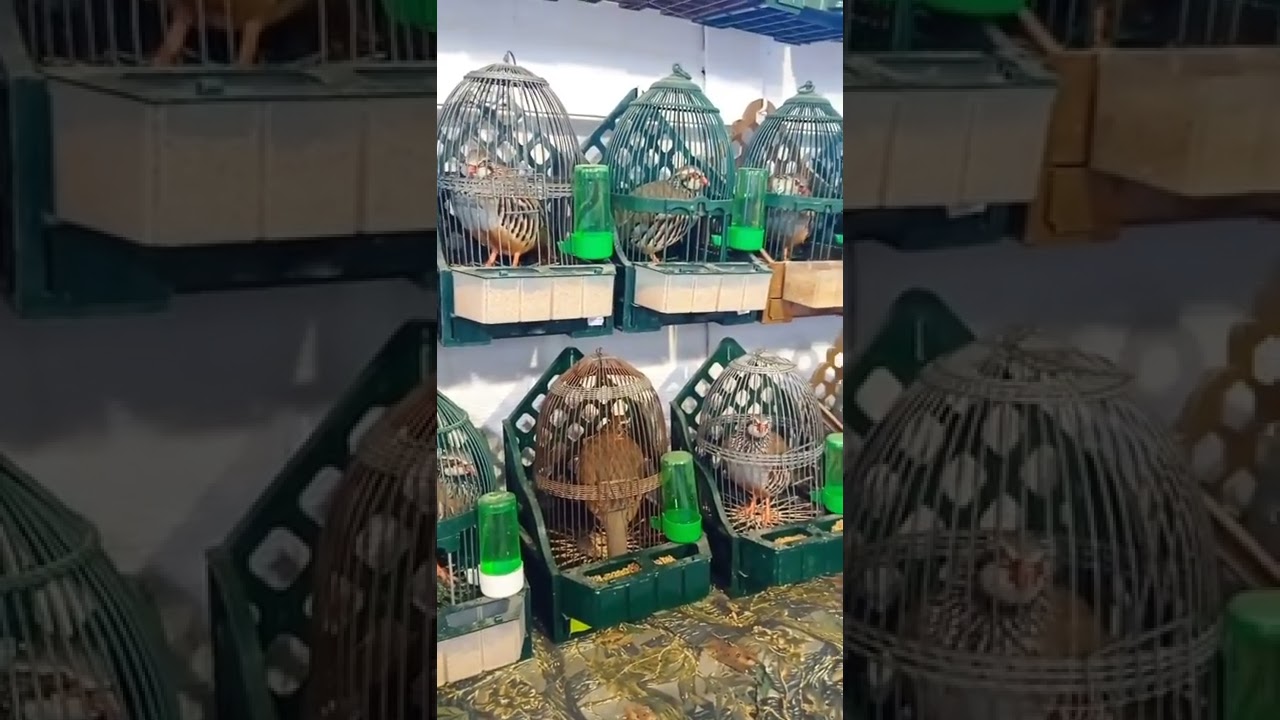 Perdices para la caza con perdiz con reclamo.