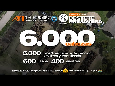 🔴EN VIVO | RUSTICOS,  DESTETE DE PRIMAVERA desde Tres Arroyos, Bs As | Alfredo S. Mondino, 19-11-25🔴