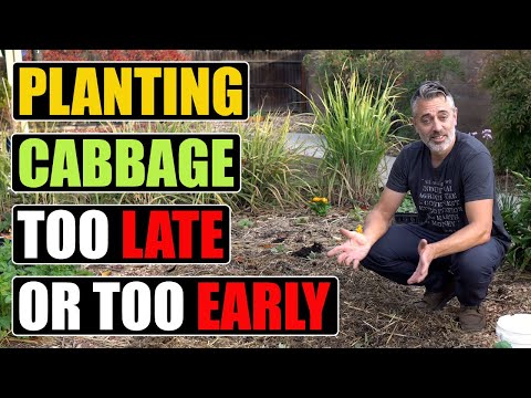 , title : 'Planting Cabbage Too Late or Too Early in the season?'