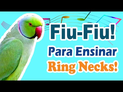 Assobio fiu-fiu para treinar ring neck - assobio fiu fiu para ring neck - treino de ring neck