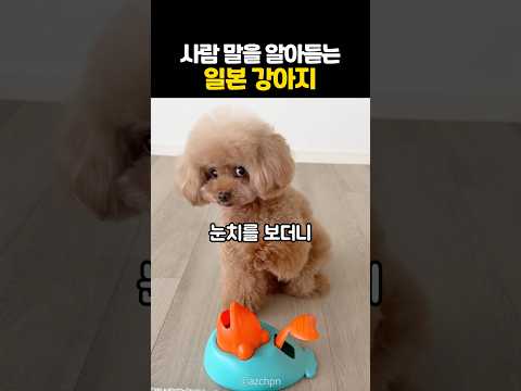 사람 말을 알아듣는 일본 강아지