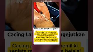 Download lagu Cacing Pita Laut Melepaskan Senjata Rahasianya! mp3