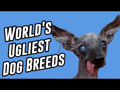 Top 6 Ugliest Dog Breeds In The World