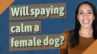 Will spaying calm a female dog?