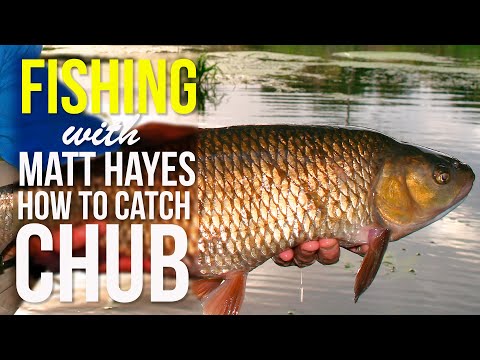 How to Catch Chub - Matt Hayes Fishing Show