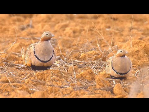 black-bellied sandgrouse feeding الكدرية بيضاء الجناح קטה גדולה בבקעת צין
