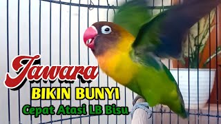 Download lagu MASTERAN Lovebird GACOR Ngekek Panjang JAWARANYA BIKIN BUNYI, Cepat Atasi LB Bisu yg Malas Bersuara mp3 Download lagu MASTERAN Lovebird GACOR Ngekek Panjang JAWARANYA BIKIN BUNYI, Cepat Atasi LB Bisu yg Malas Bersuara mp3