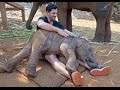 Thailand Baby Elephants Patara Elephant Farm