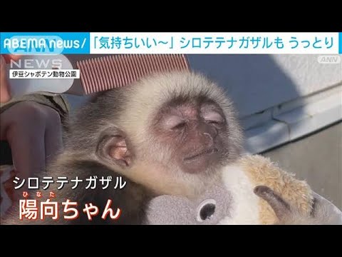 テナガザルがささやくこと