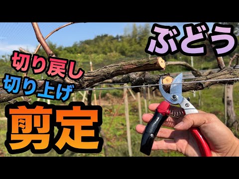 秋や冬にブドウの剪定を行う時期はいつですか?このワイン事業の利点は何ですか?  庭園