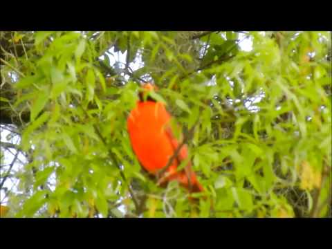 download lagu mp3 mp4 Cardinal Singing, download lagu Cardinal Singing gratis, unduh video klip Cardinal Singing