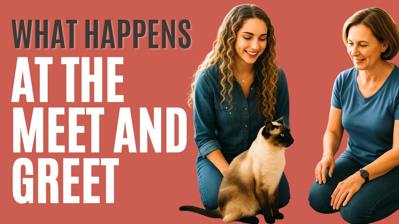 All About the Meet and Greet with Your Cat Sitter - The Comforted Kitty Cat Sitting