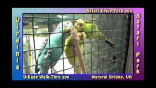 preview picture of video 'Birds Virginia Safari Park  Drive Thru Safari Z00  Natural Bridge Virginia'